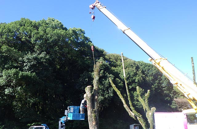 熊本県民総合運動公園都市公園（植樹管理その２）工事